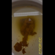 Emi bends over a public toilet with her bare ass to the camera, twerking as a turd hangs out and drops into the bowl, then shows the bowl and sticks her tongue out. Vertical format video. Over 5.5 minutes.